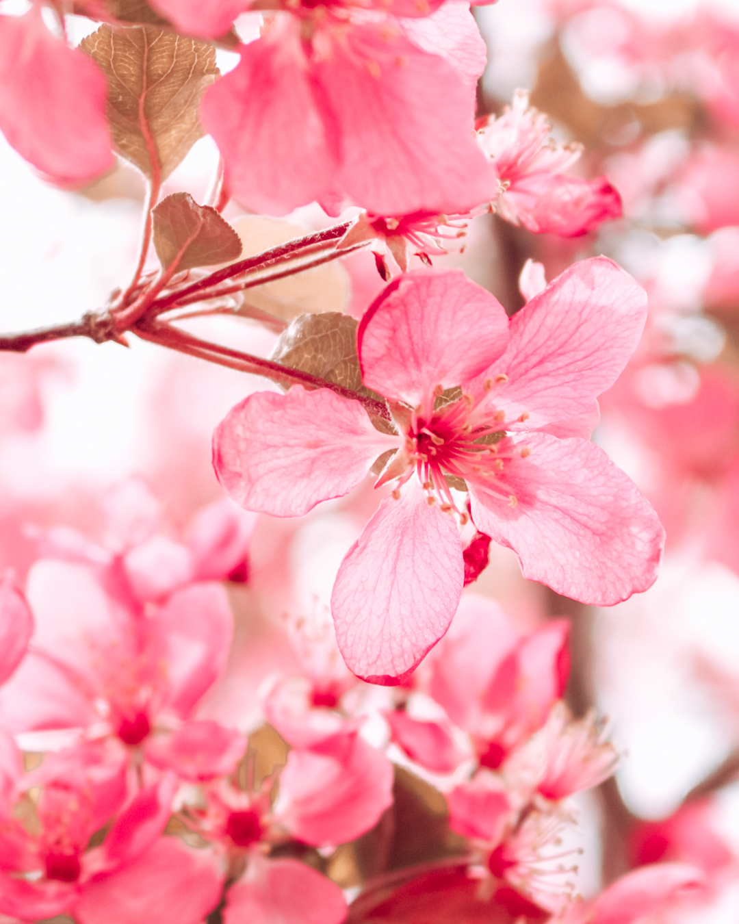 Pink flowers in Boulder